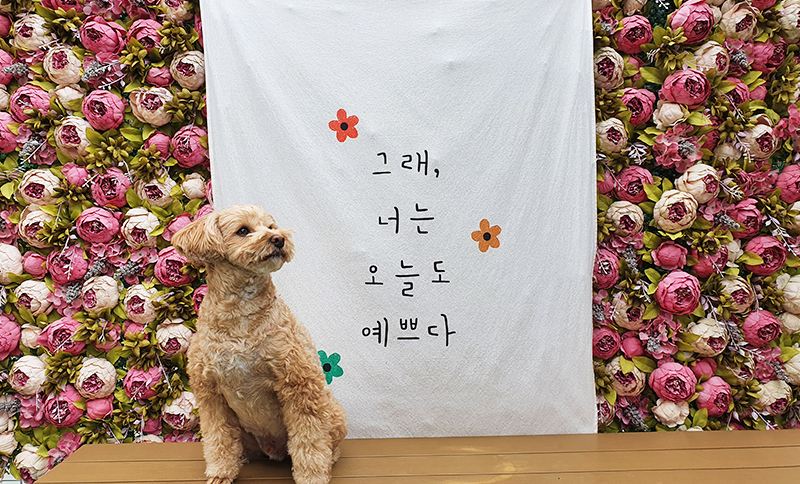 dear my pet
